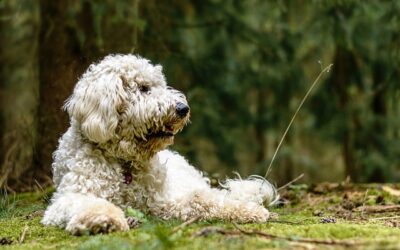 The Importance of Pet Memorials: Honouring your Best Friends Life and Love